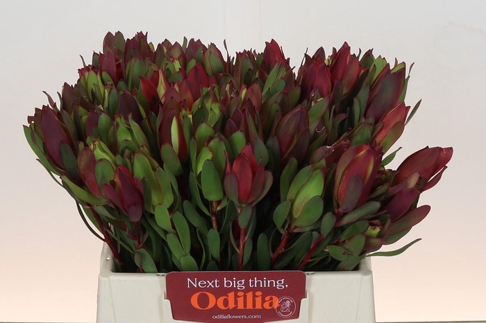 Leucadendron Senorita