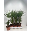 Dra Marginata