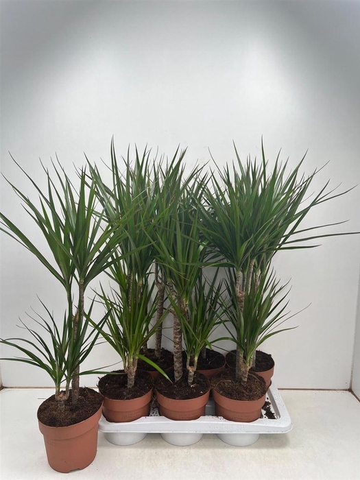 Dra Marginata