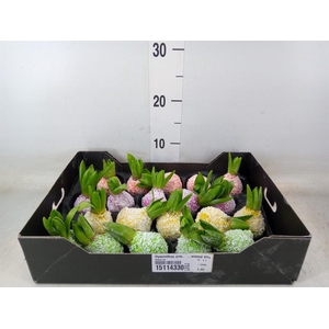 Hyacinthus orie.   ...waxed H%