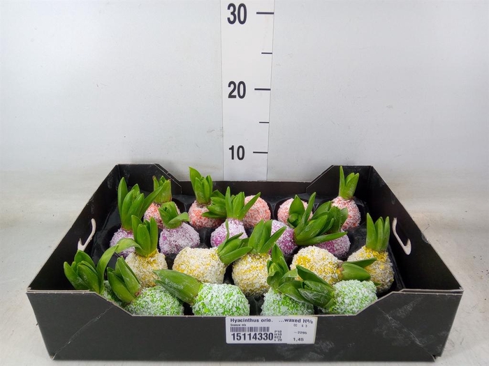 <h4>Hyacinthus orie.   ...waxed H%</h4>