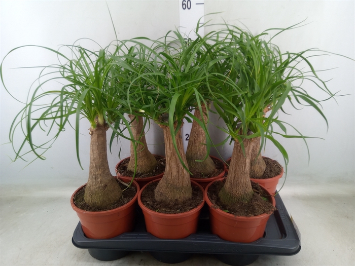 <h4>Beaucarnea recurvata</h4>