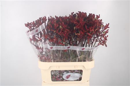 <h4>Anigozanthos Early Spring Red</h4>