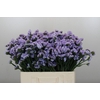 Limonium Donau Birds