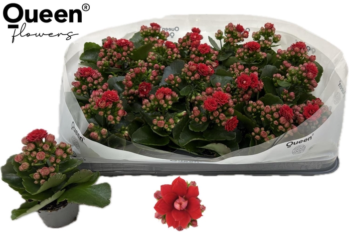 <h4>KAL GE RF NOELLE</h4>