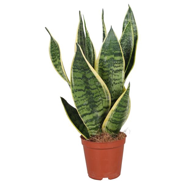 <h4>Sansevieria Futura Superba</h4>
