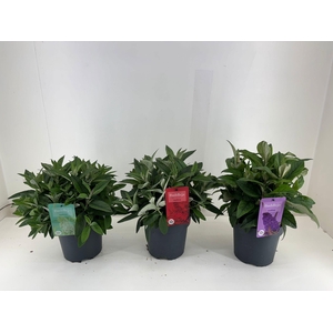 Nolina Buddleja | Candy Ø 19 cm. Mix