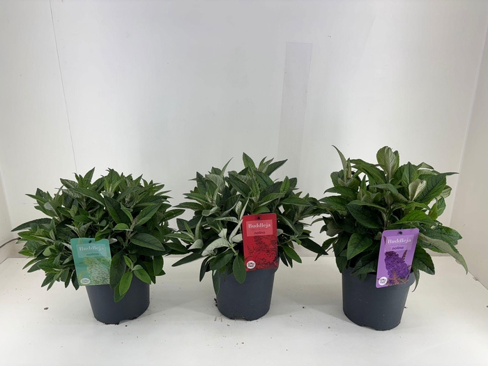 <h4>Nolina Buddleja | Candy Ø 19 cm. Mix</h4>