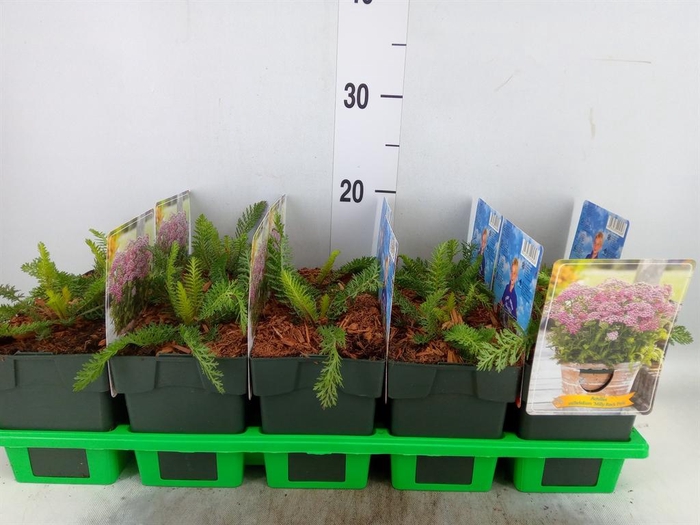 <h4>Achillea   ...</h4>