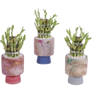 Lucky Bamboo Shape Round 2B Ø10cm Ceramic FB676