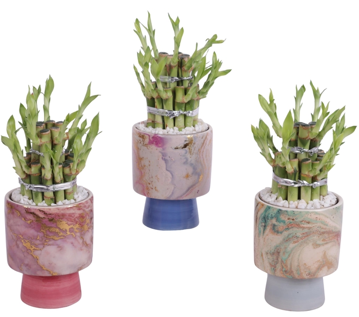<h4>Lucky Bamboo Shape Round 2B Ø10cm Ceramic FB676</h4>
