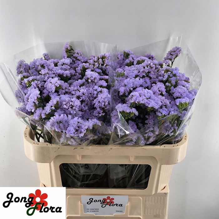 <h4>Statice Mermaid Wings Jongflora</h4>