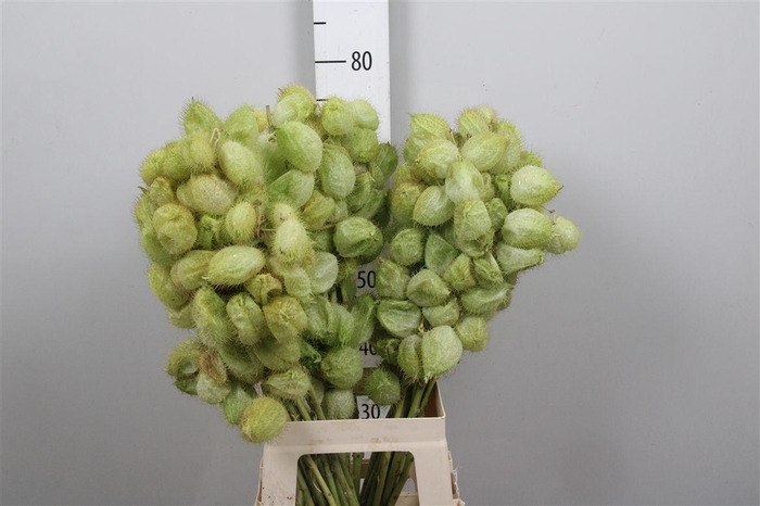 <h4>Gom Fr Moby Dick</h4>