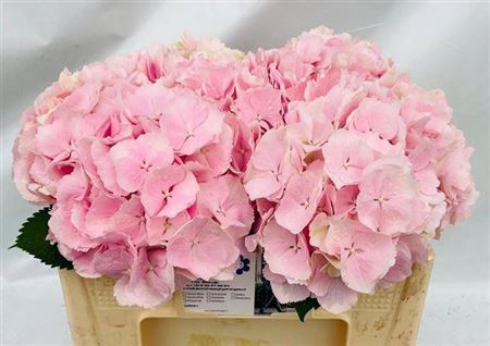 <h4>Hyd Verena Pink Pale</h4>
