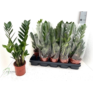ZAMIO ZAMIIFOLIA