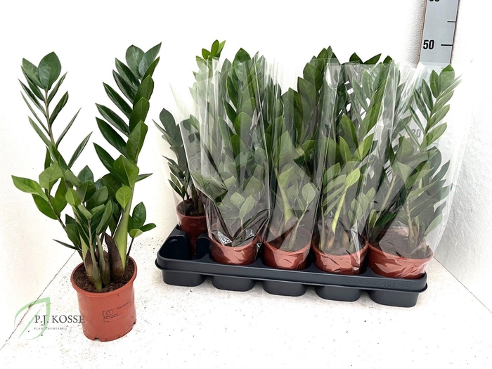 <h4>ZAMIO ZAMIIFOLIA</h4>