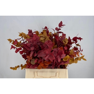 Euc. Stuart Preserved Autumn Short