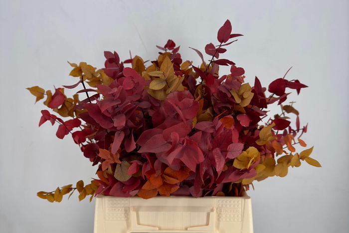 <h4>Euc. Stuart Preserved Autumn Short</h4>