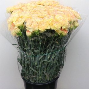 Di St Lorca Yellow/orange