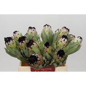 Protea Niobe