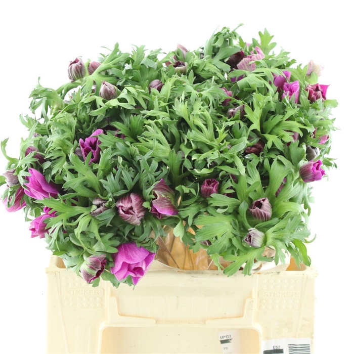 <h4>Anem Co Mar Cerise</h4>