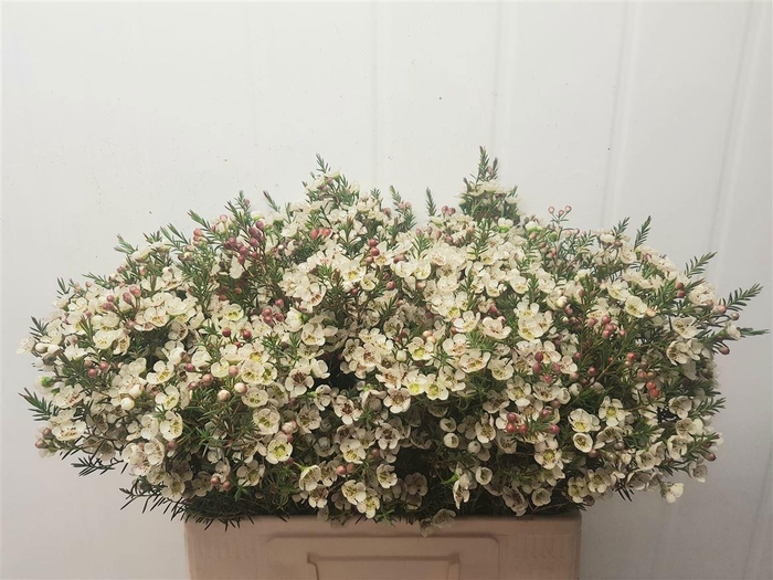 <h4>CHAME ME GIL</h4>