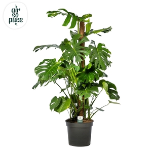 Monstera Deliciosa MOSSTOK p35 (Air so Pure)