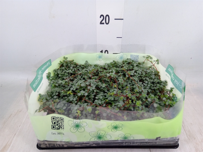<h4>Pilea glaucophylla 'Greyzy'</h4>