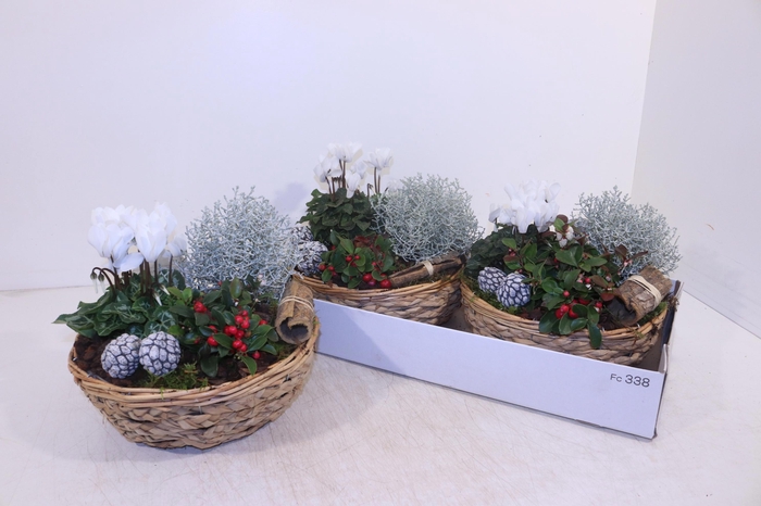 <h4>ARR TUINPLANTEN</h4>