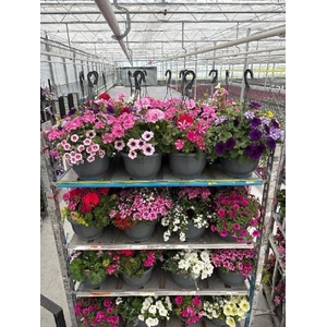 PERKPL GEM IN POT