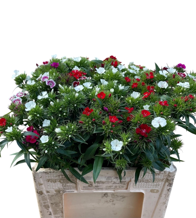 <h4>DI BARB GEM</h4>