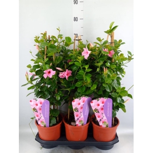 Mandevilla am. 'Sundav Cream Pink'