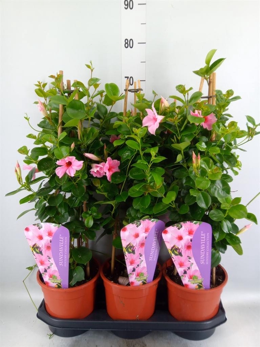 <h4>Mandevilla am. 'Sundav Cream Pink'</h4>