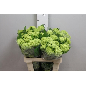 Viburnum Roseum St 4+