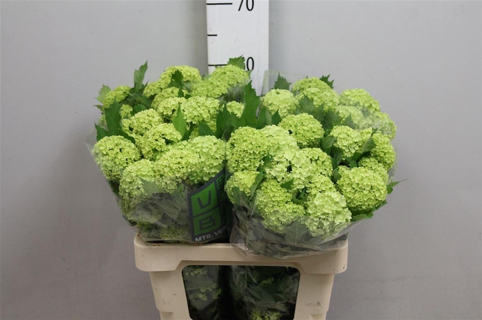 <h4>Viburnum Roseum St 4+</h4>
