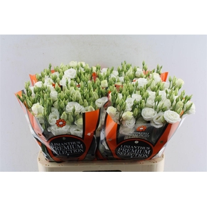 Eustoma G Rosita White