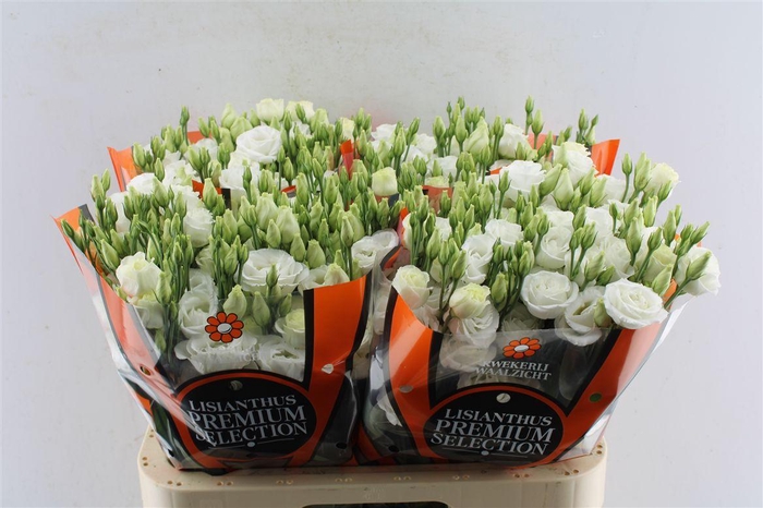 <h4>Eustoma G Rosita White</h4>