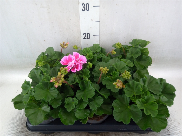 <h4>Pelargonium zona.   ...F1</h4>