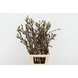 MAGNOLIA SUPERBA 080CM