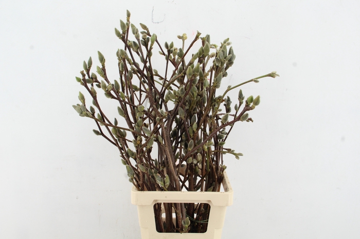 <h4>MAGNOLIA SUPERBA 080CM</h4>