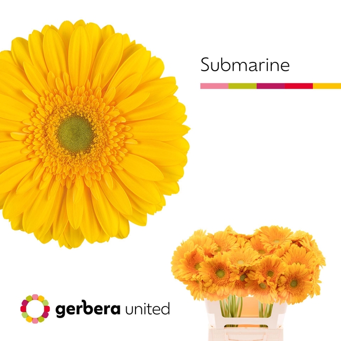 <h4>GERBERA SUBMARINE GE GR SUBMARINE</h4>
