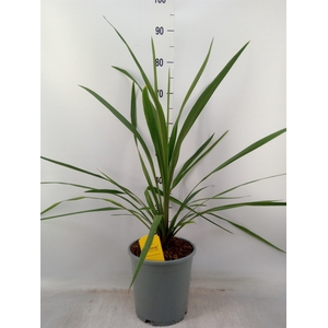 Cordyline indivisa 'Peko'