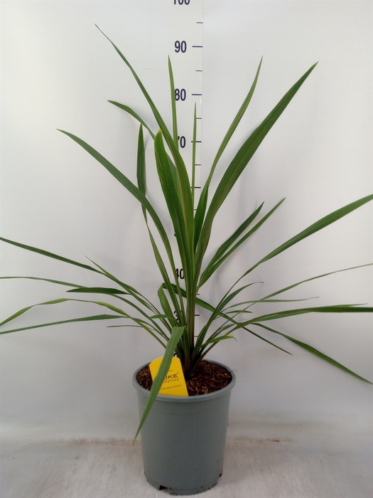 <h4>Cordyline indivisa 'Peko'</h4>