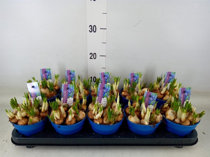 <h4>Bolbloemen   ...mix</h4>