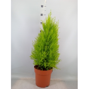 Cupressus macro. 'Goldcrest Wilma'