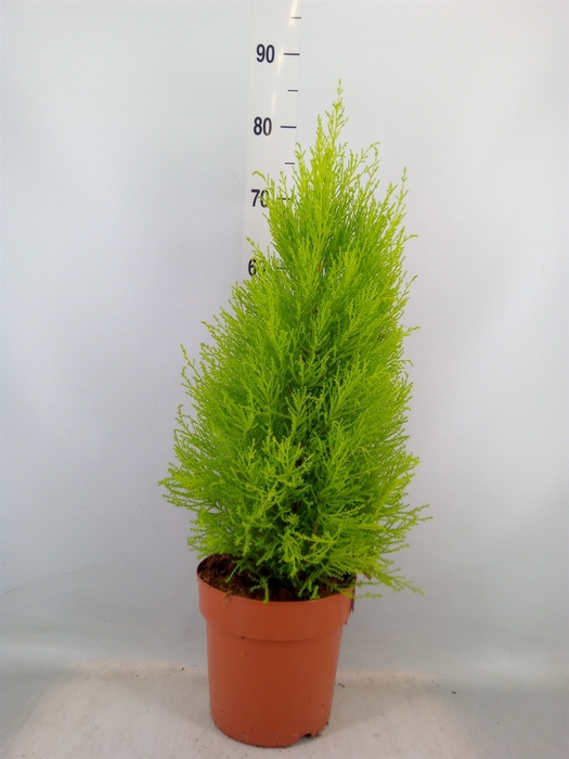 <h4>Cupressus macro. 'Goldcrest Wilma'</h4>