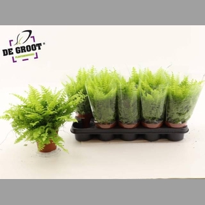 NEPHR EX BOS BL BELL