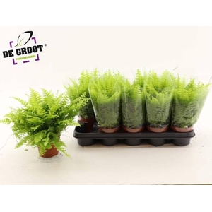 NEPHR EX BOS BL BELL