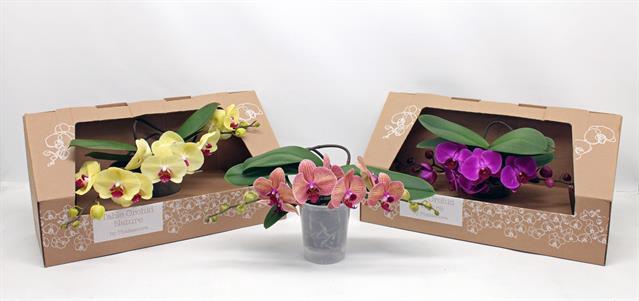 <h4>Table Orchid Nature</h4>