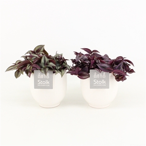 Tradescantia Mix in Liv keramiek